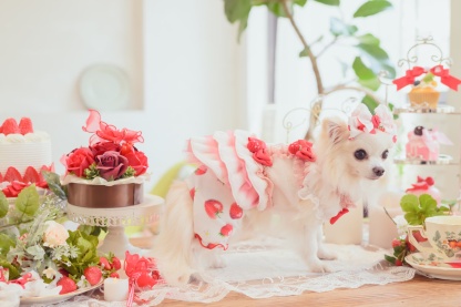 1170かぶってはける いちごパンツ