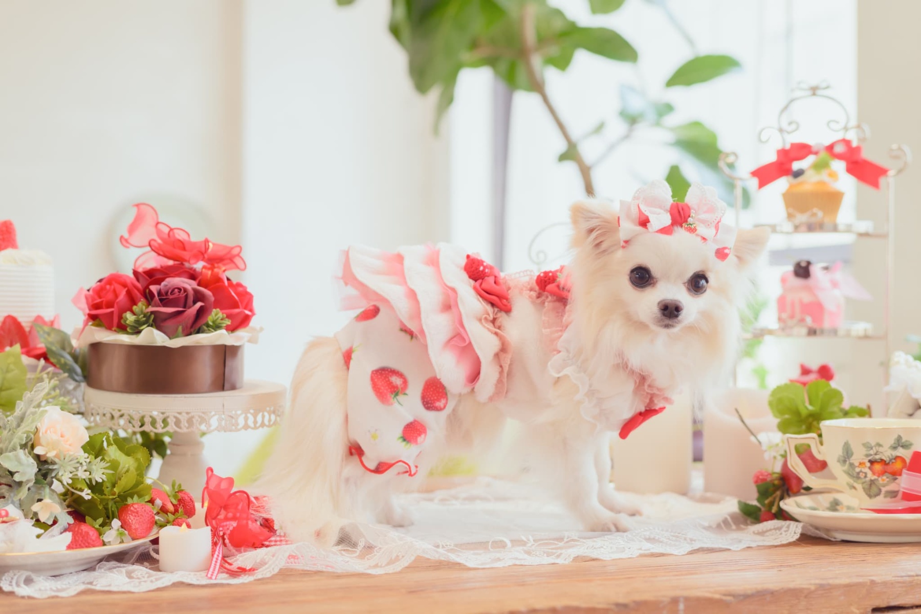 1170かぶってはける いちごパンツ