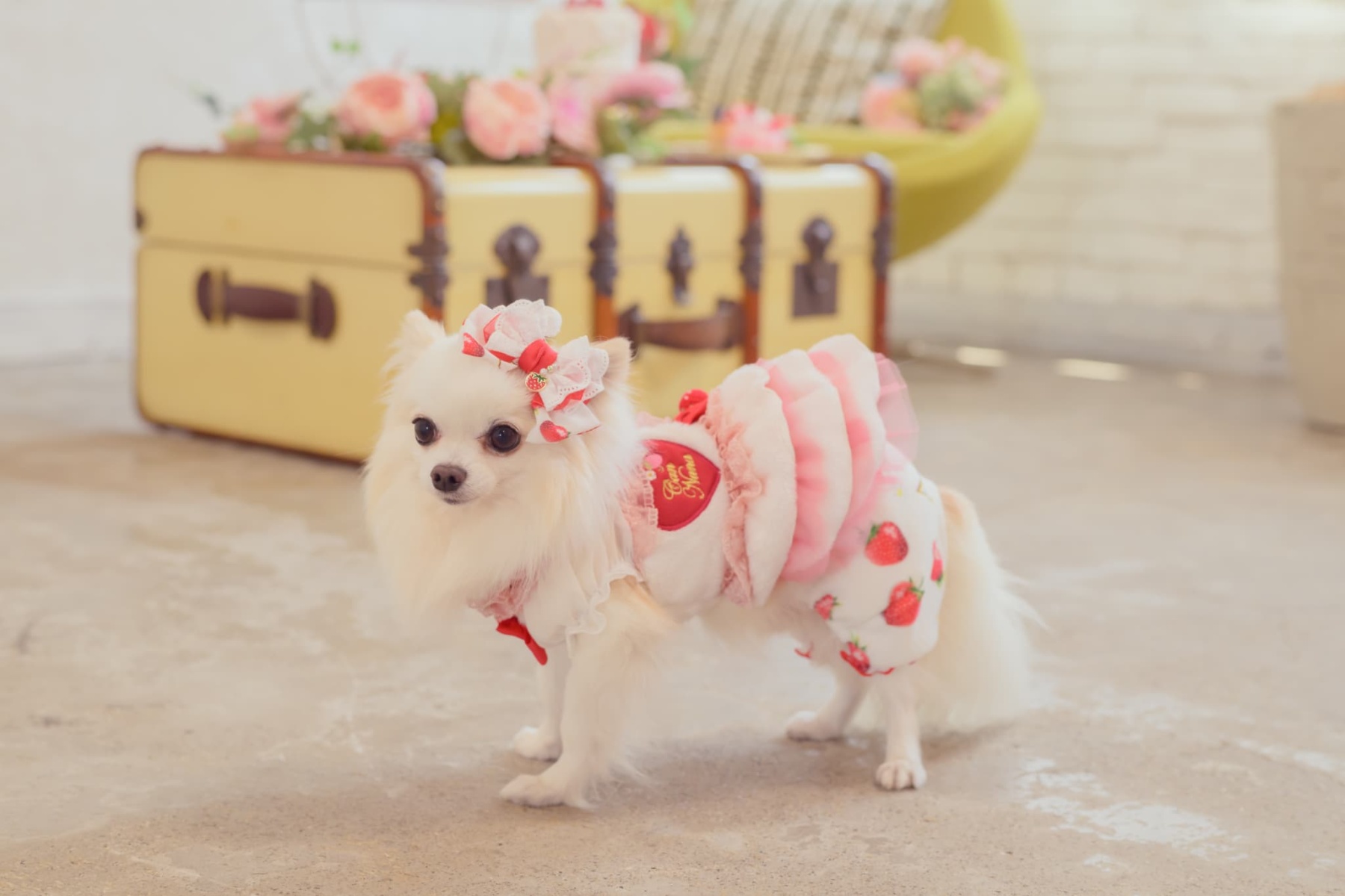 1170かぶってはける いちごパンツ