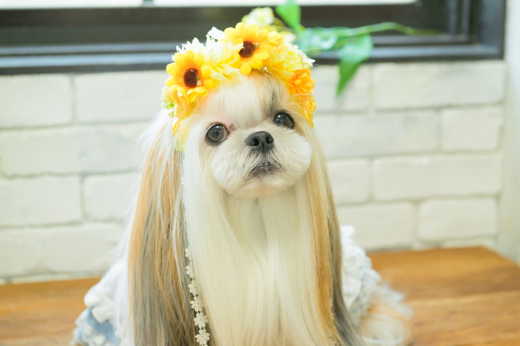 ダブルひまわりヘッドドレス