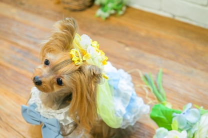 ひまわりベール風バレッタリボン