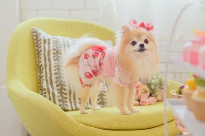 1170かぶってはける いちごパンツ