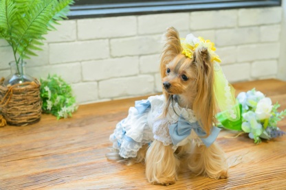 ひまわりベール風バレッタリボン