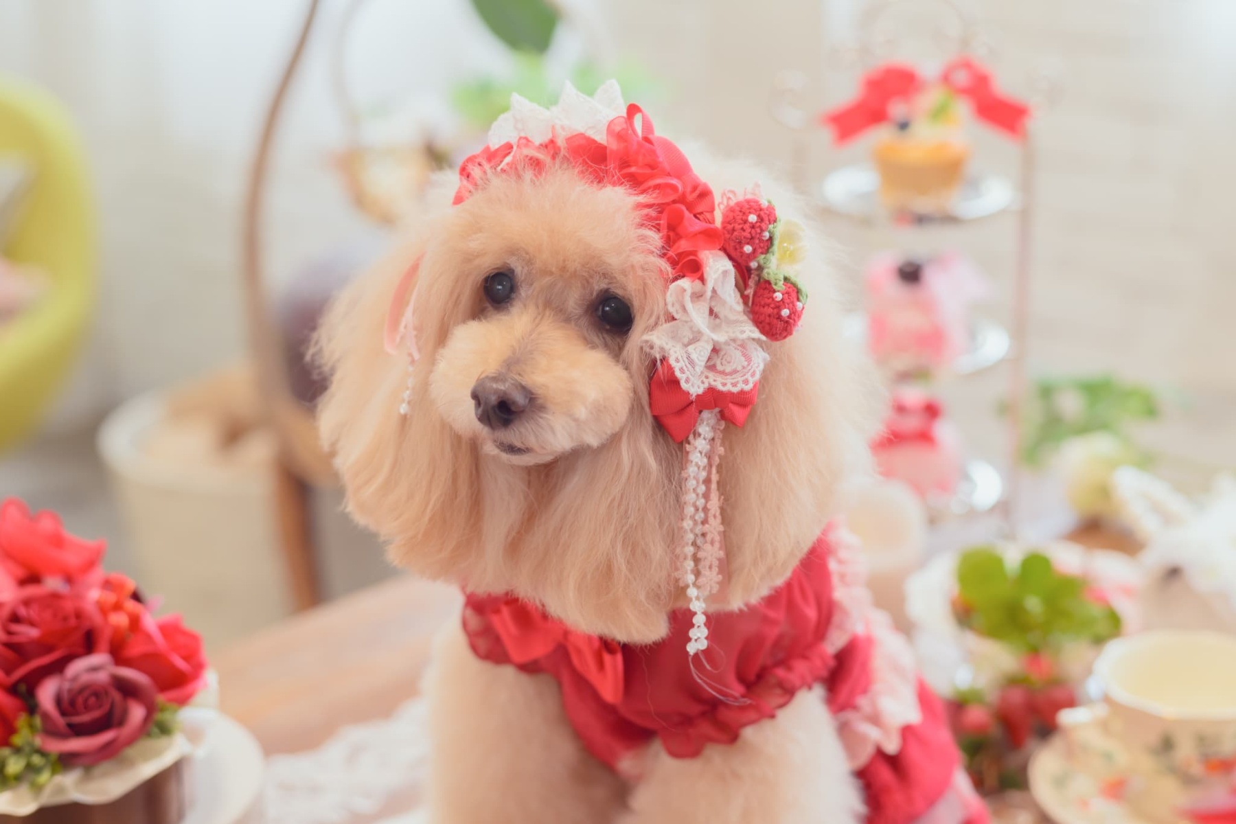 HD-032 いちごデコレーションヘッドドレス レッド