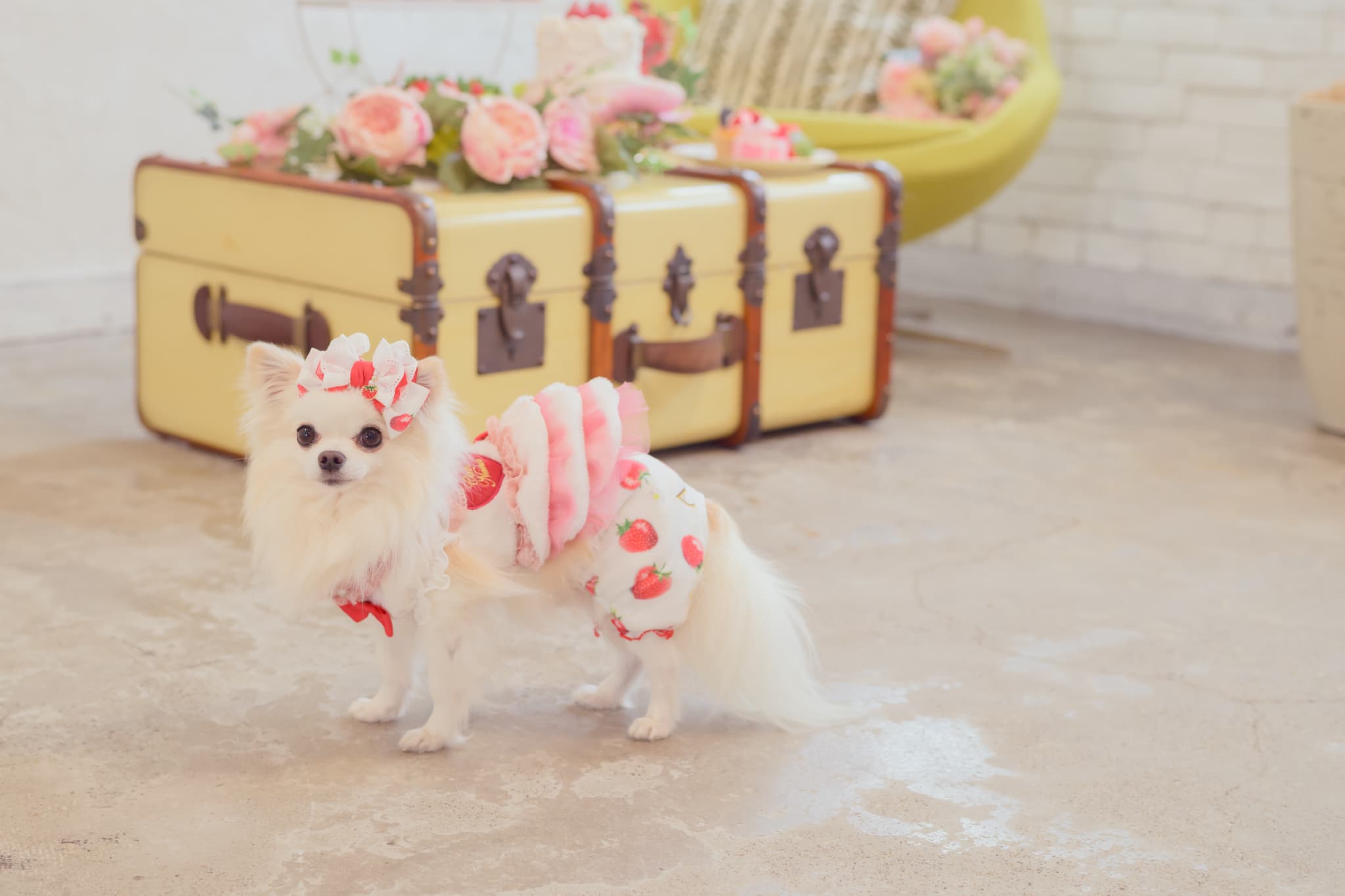 1170かぶってはける いちごパンツ