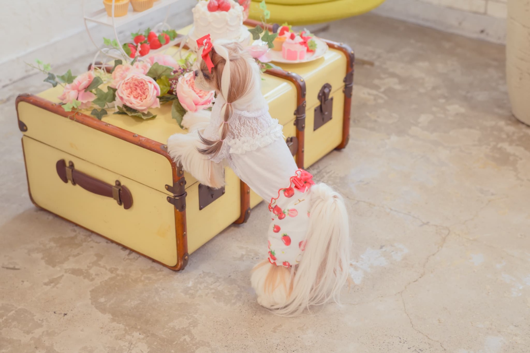 1170かぶってはける いちごパンツ