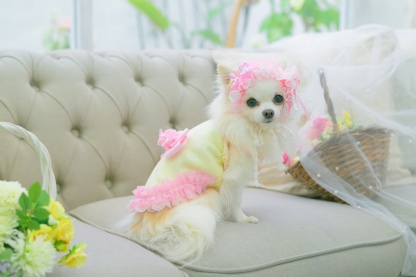 1179ハートメッシュフリルカットソー