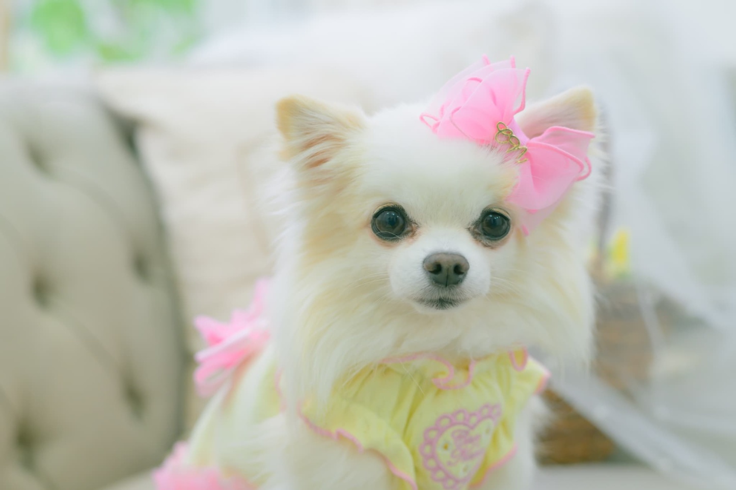 新色【角度一定スタンド式】CanNanaロゴ＆ハートリボンバレッタ