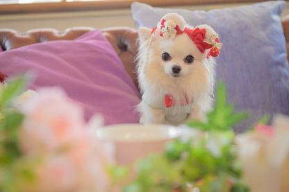 LB-323くまいちごバレッタリボン レッド