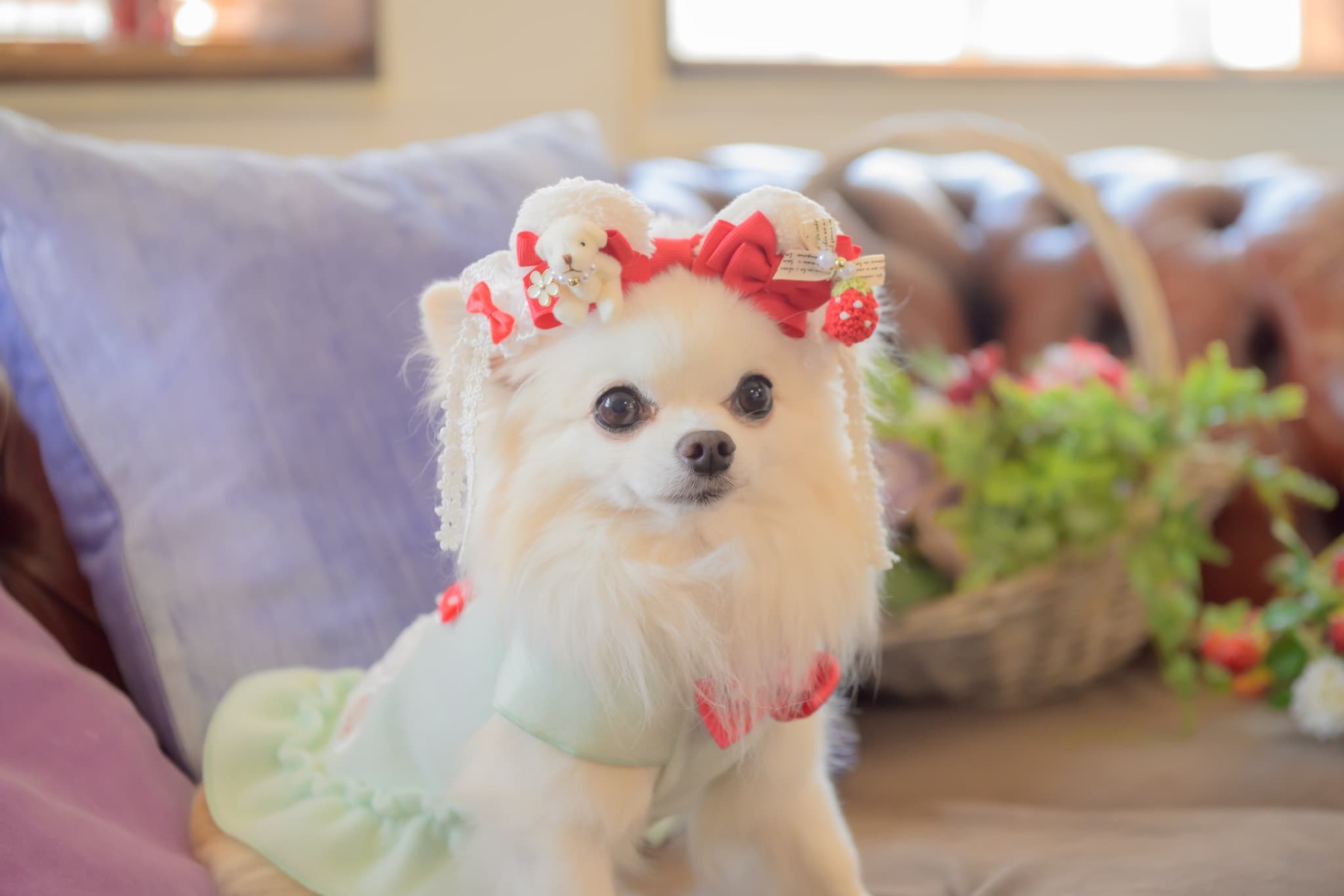 LB-323くまいちごバレッタリボン レッド