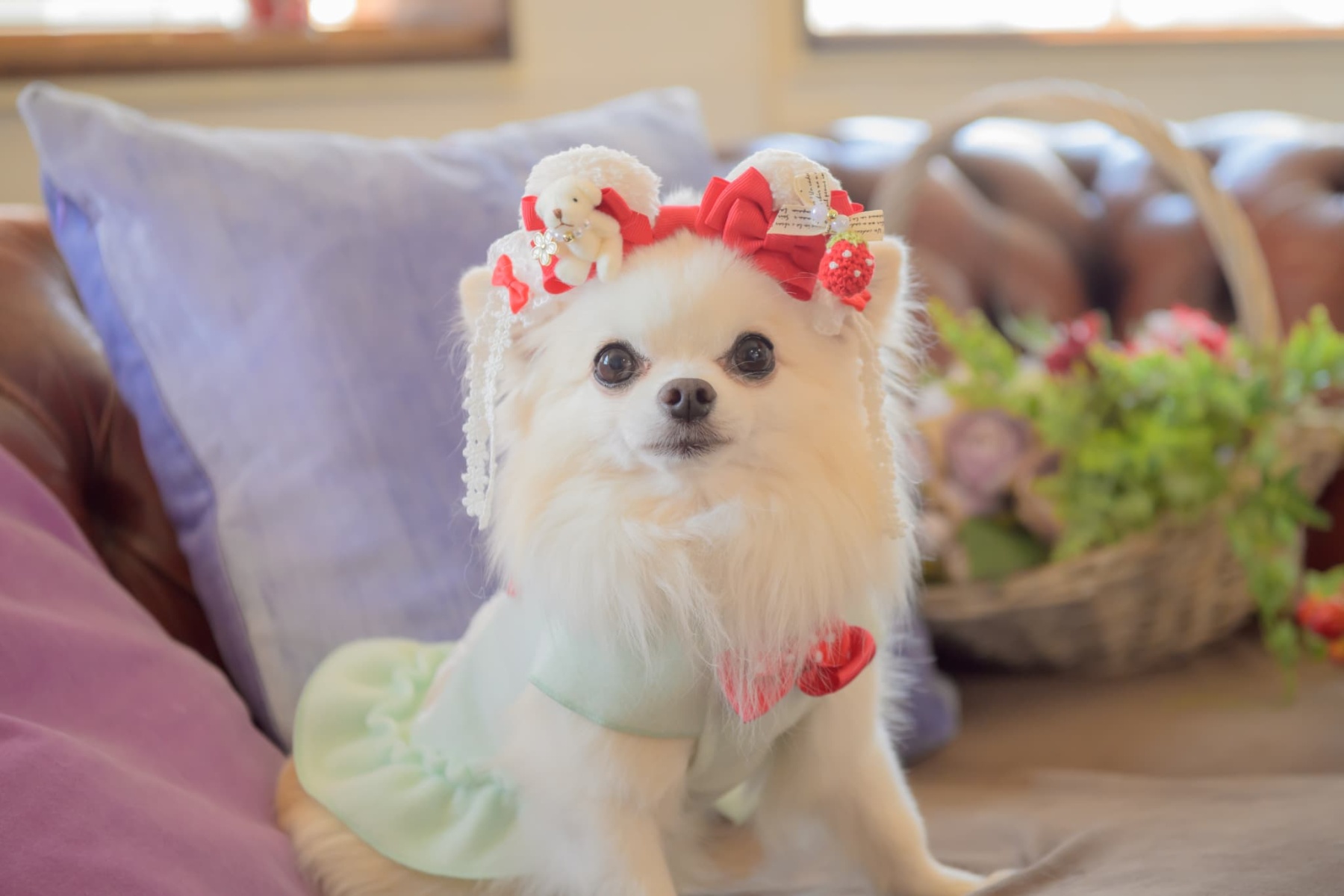 LB-323くまいちごバレッタリボン レッド