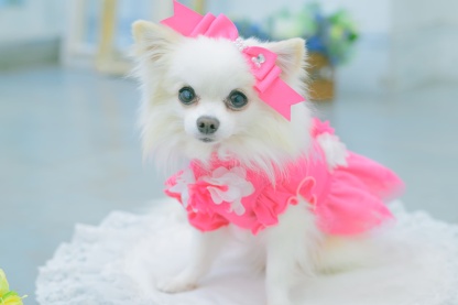 新色【角度一定スタンド式】CanNana姫リボンバレッタ