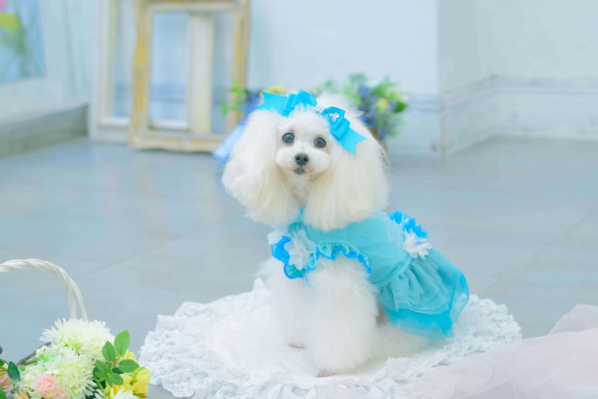 1183チュールバレリーナワンピース