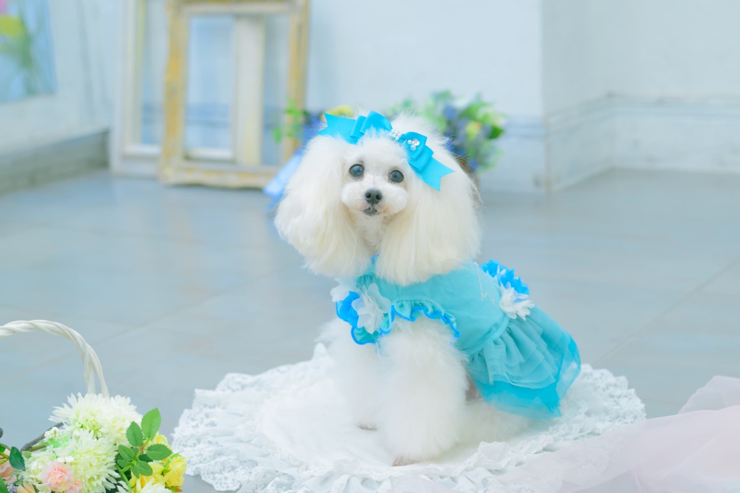 1183チュールバレリーナワンピース