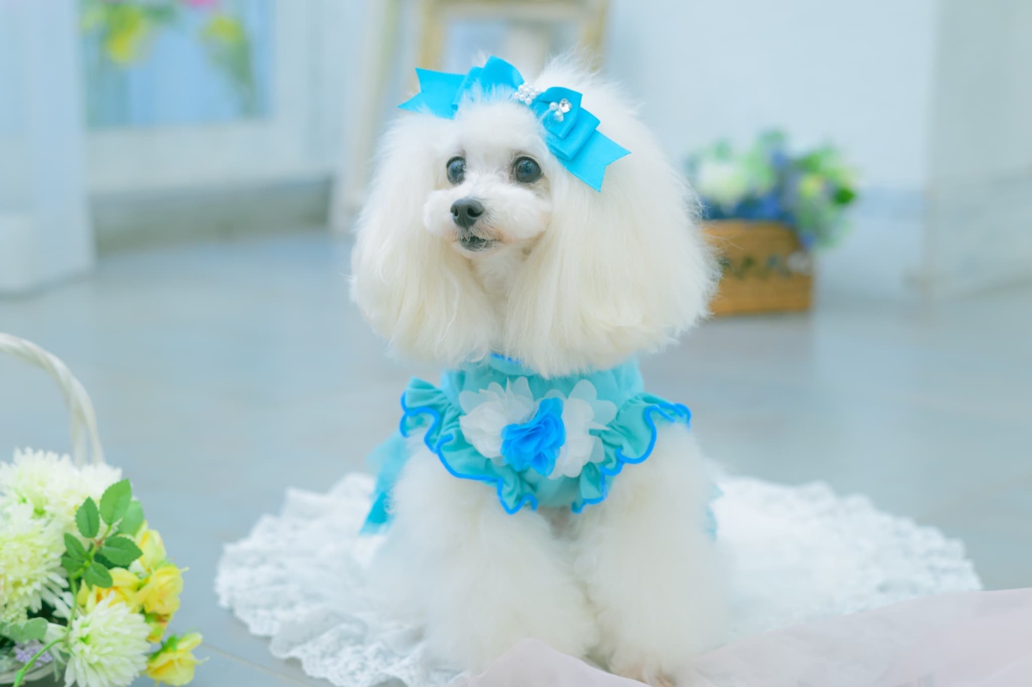 1183チュールバレリーナワンピース