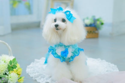 1183チュールバレリーナワンピース