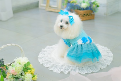 1183チュールバレリーナワンピース