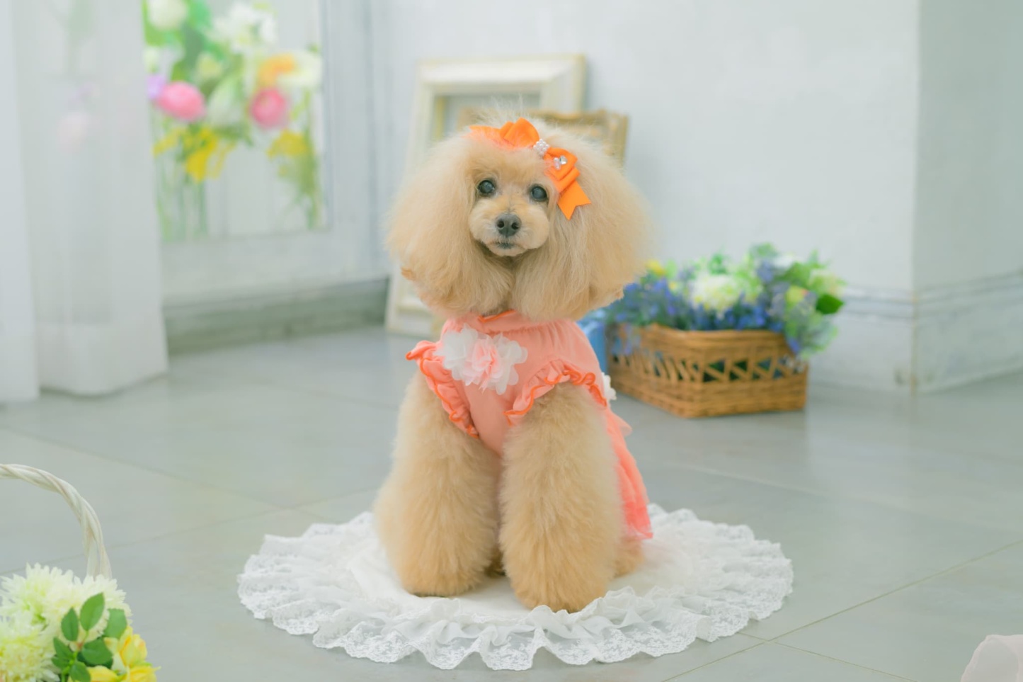 1183チュールバレリーナワンピース