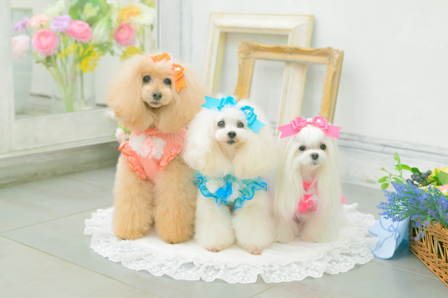 1183チュールバレリーナワンピース