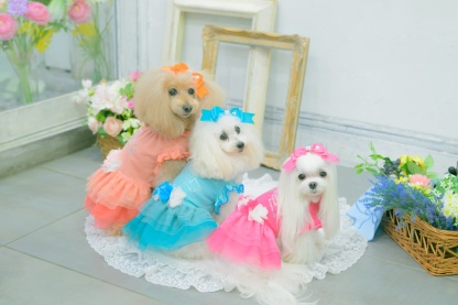 1183チュールバレリーナワンピース