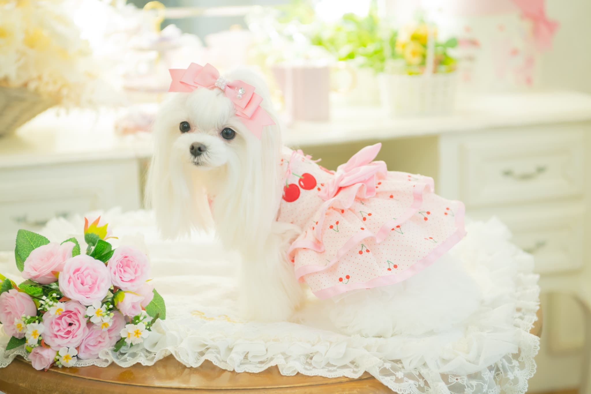 犬 犬服 春夏 さくらんぼフレアーワンピース レース さくらんぼアップリケ チェリー かわいい フリフリ 軽い 涼しい 小型犬 女の子 レッド ピンク 01-1155