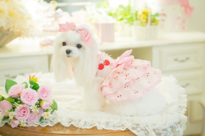 犬 犬服 春夏 さくらんぼフレアーワンピース レース さくらんぼアップリケ チェリー かわいい フリフリ 軽い 涼しい 小型犬 女の子 レッド ピンク 01-1155