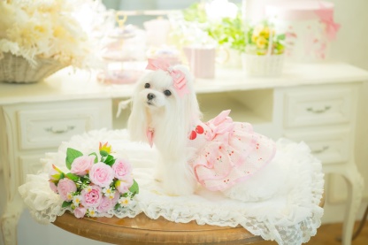 犬 犬服 春夏 さくらんぼフレアーワンピース レース さくらんぼアップリケ チェリー かわいい フリフリ 軽い 涼しい 小型犬 女の子 レッド ピンク 01-1155