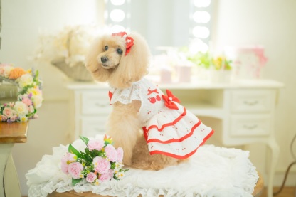 犬 犬服 春夏 さくらんぼフレアーワンピース レース さくらんぼアップリケ チェリー かわいい フリフリ 軽い 涼しい 小型犬 女の子 レッド ピンク 01-1155