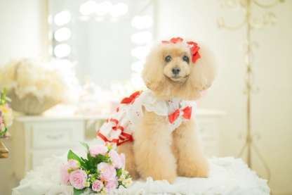 犬 犬服 春夏 さくらんぼフレアーワンピース レース さくらんぼアップリケ チェリー かわいい フリフリ 軽い 涼しい 小型犬 女の子 レッド ピンク 01-1155