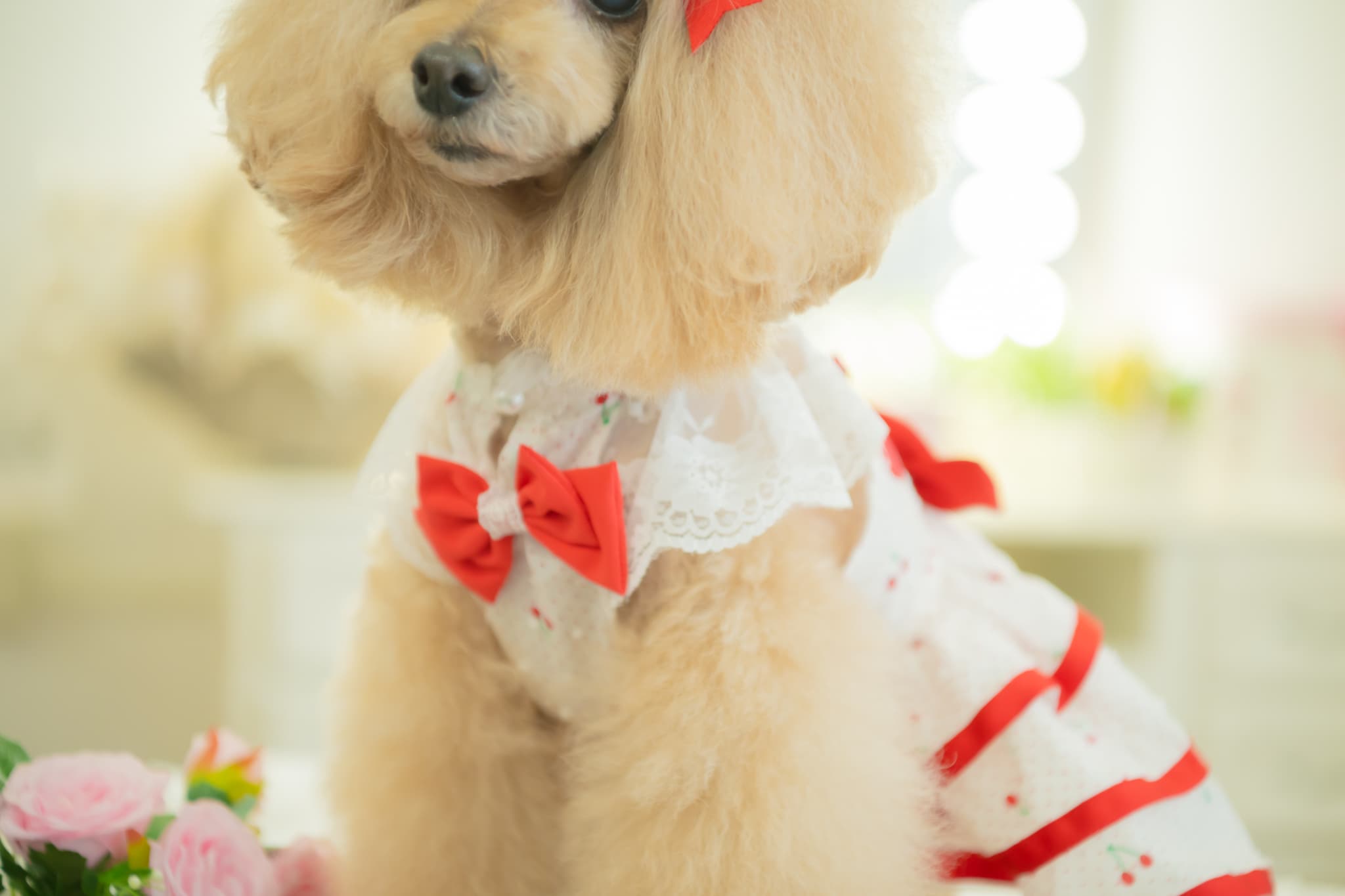 犬 犬服 春夏 さくらんぼフレアーワンピース レース さくらんぼアップリケ チェリー かわいい フリフリ 軽い 涼しい 小型犬 女の子 レッド ピンク 01-1155