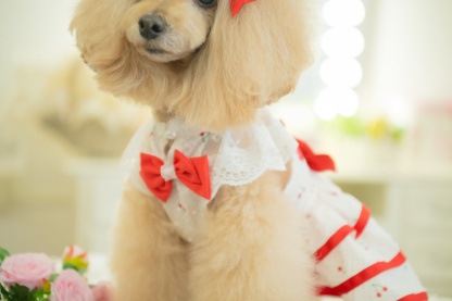 犬 犬服 春夏 さくらんぼフレアーワンピース レース さくらんぼアップリケ チェリー かわいい フリフリ 軽い 涼しい 小型犬 女の子 レッド ピンク 01-1155