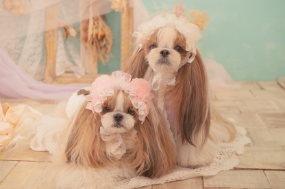 HD-033 ベビくまヘッドドレス