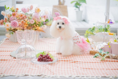 さくらんぼカットソードッキングワンピース