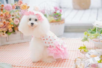 さくらんぼカットソードッキングワンピース