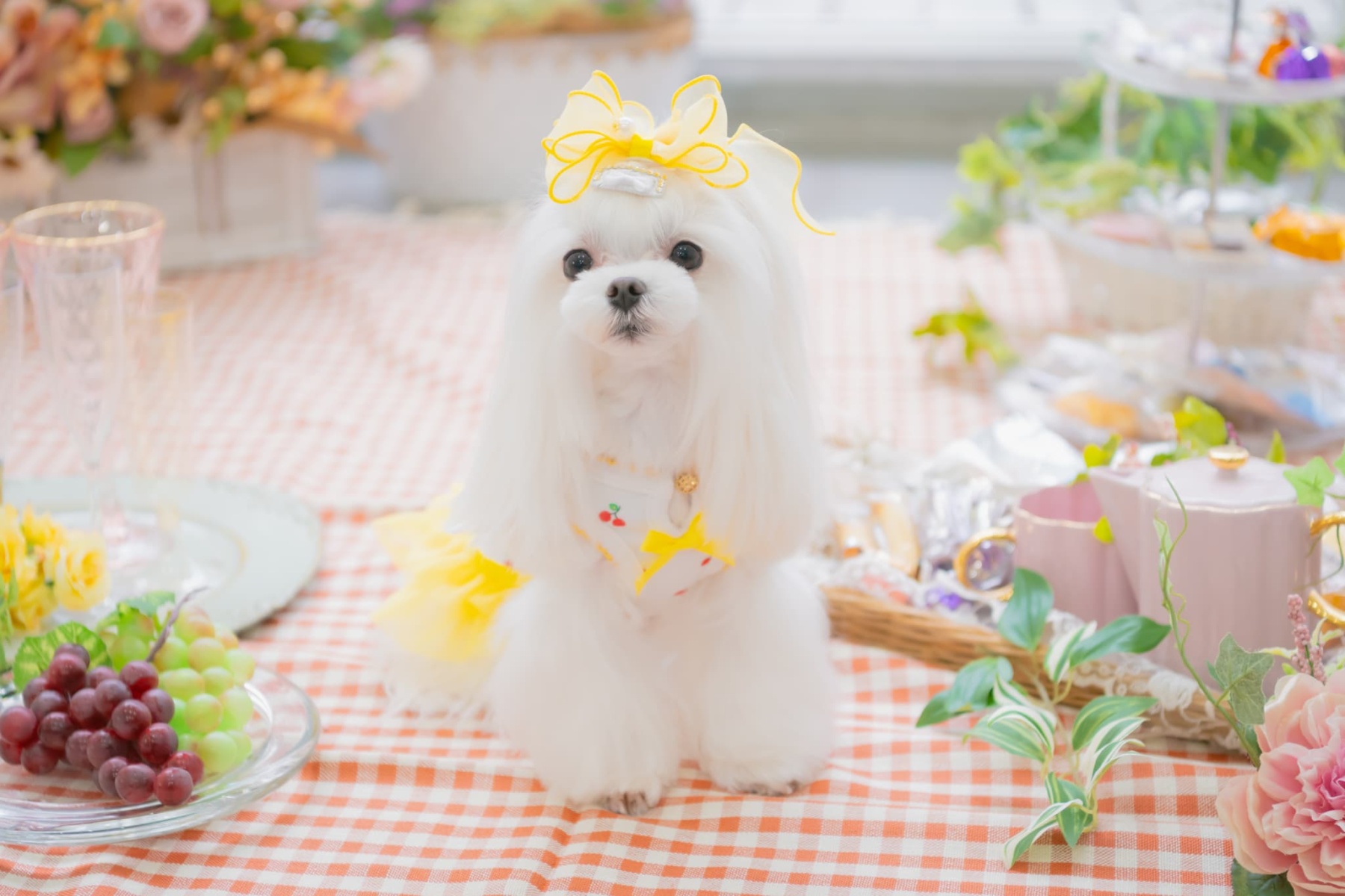 さくらんぼカットソードッキングワンピース