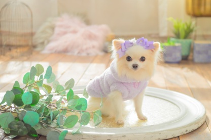 1172くまリボンボアジャケット