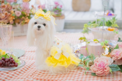 さくらんぼカットソードッキングワンピース