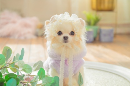 1172くまリボンボアジャケット