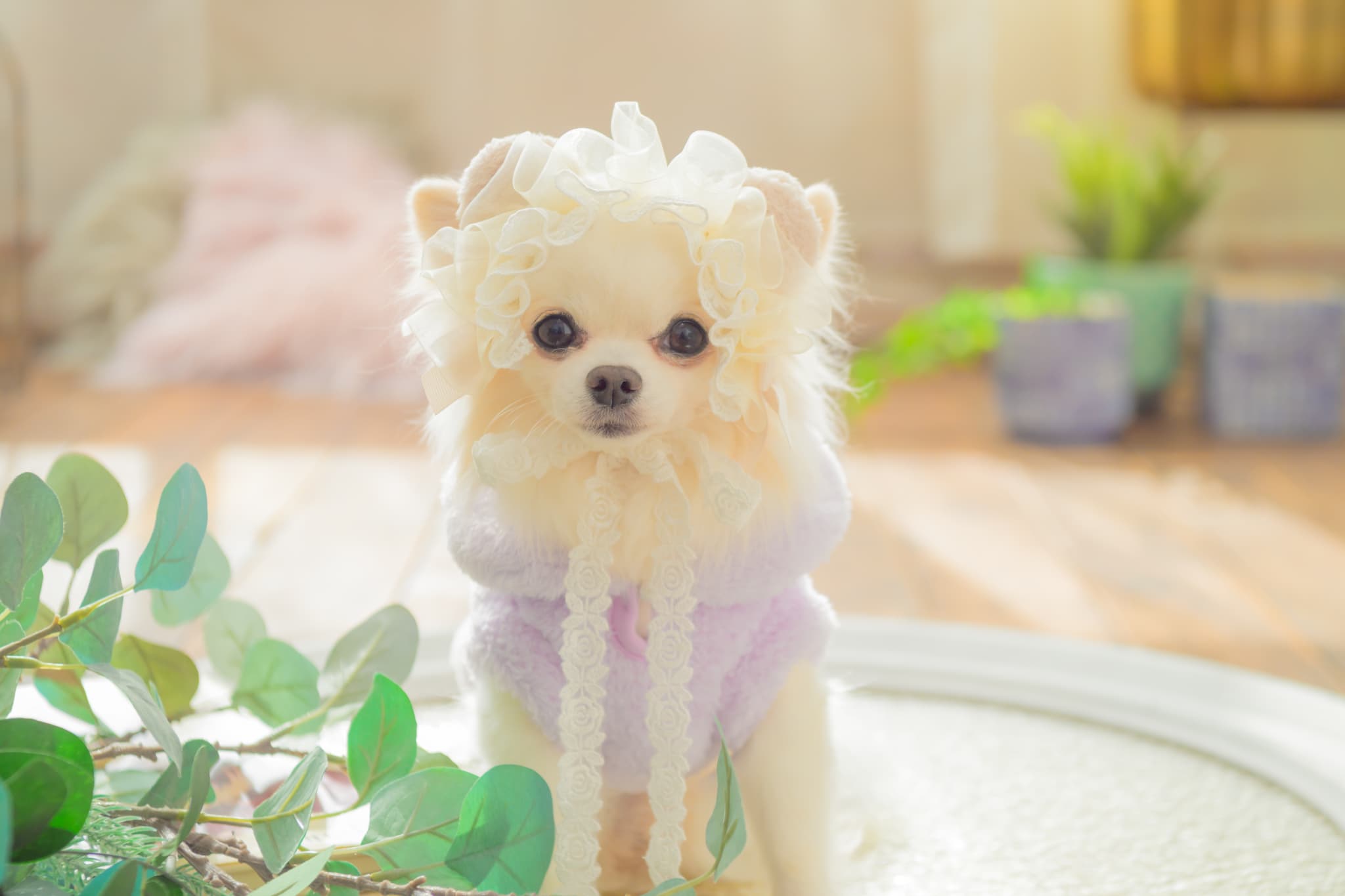 HD-033 ベビくまヘッドドレス