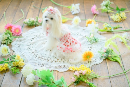 いちご柄シフォンミニバレッタリボン