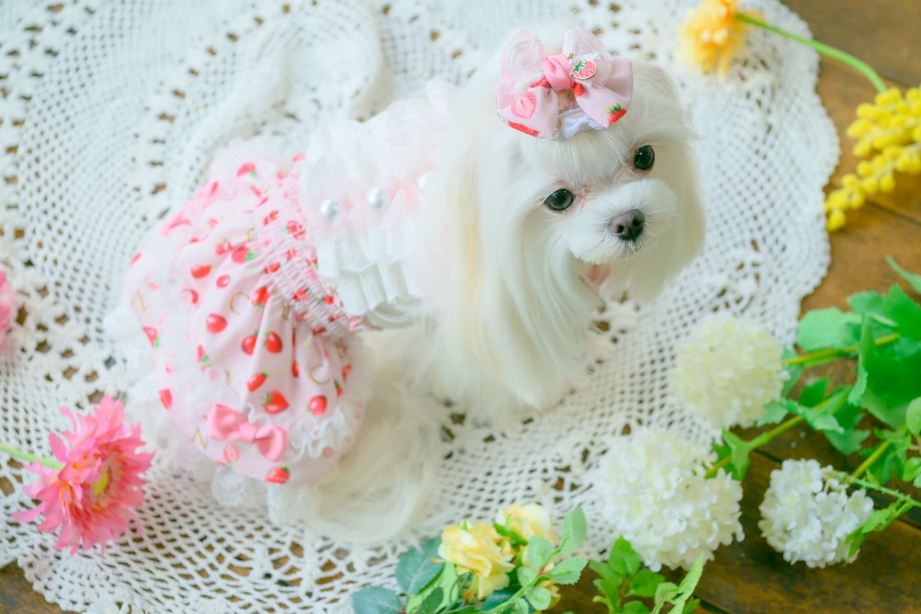 いちご柄シフォンミニバレッタリボン