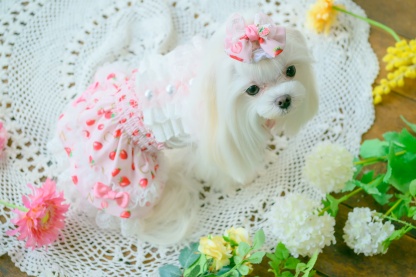 いちご柄シフォンミニバレッタリボン