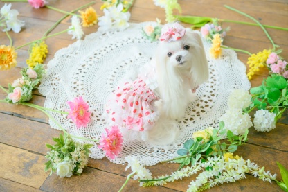 いちご柄シフォンドッキングワンピース