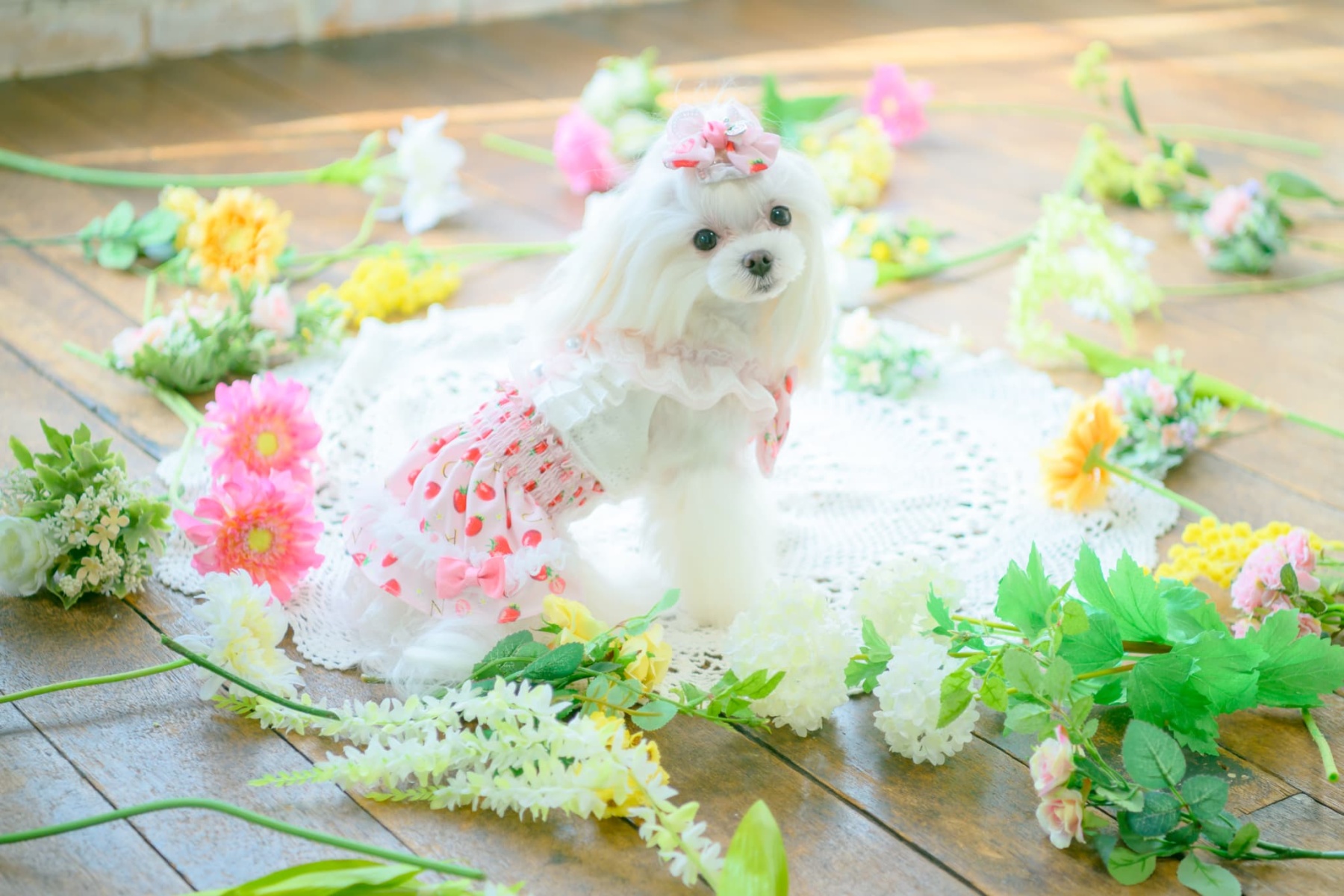 いちご柄シフォンドッキングワンピース