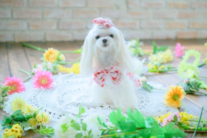 いちご柄シフォンドッキングワンピース