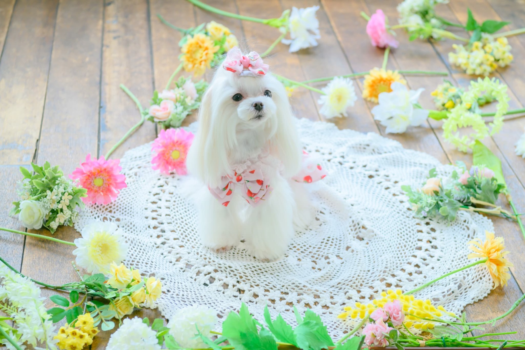 いちご柄シフォンドッキングワンピース