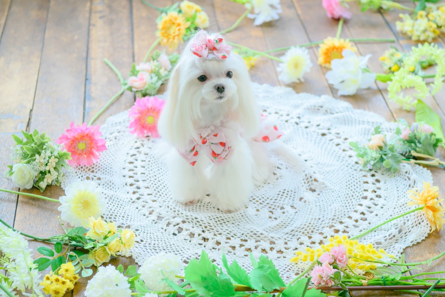 いちご柄シフォンミニバレッタリボン