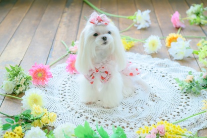 いちご柄シフォンミニバレッタリボン