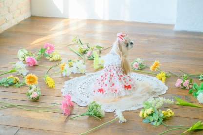 いちご柄シフォンドッキングワンピース