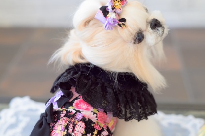 ファーとレースのドレスカラー